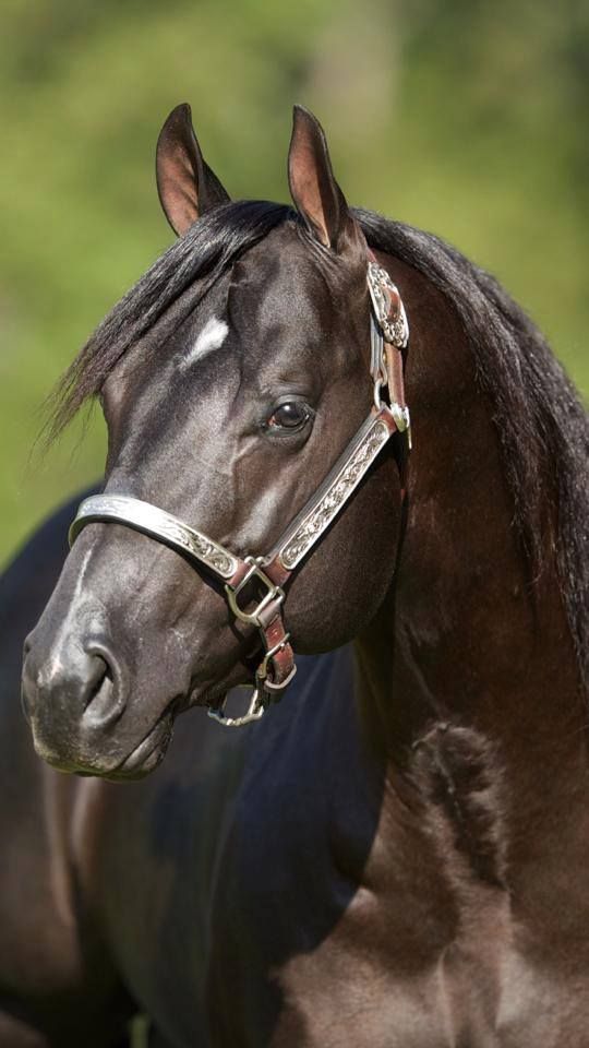 Rocky Mountain Reining Horse Association REF Black Mamba at Perfect