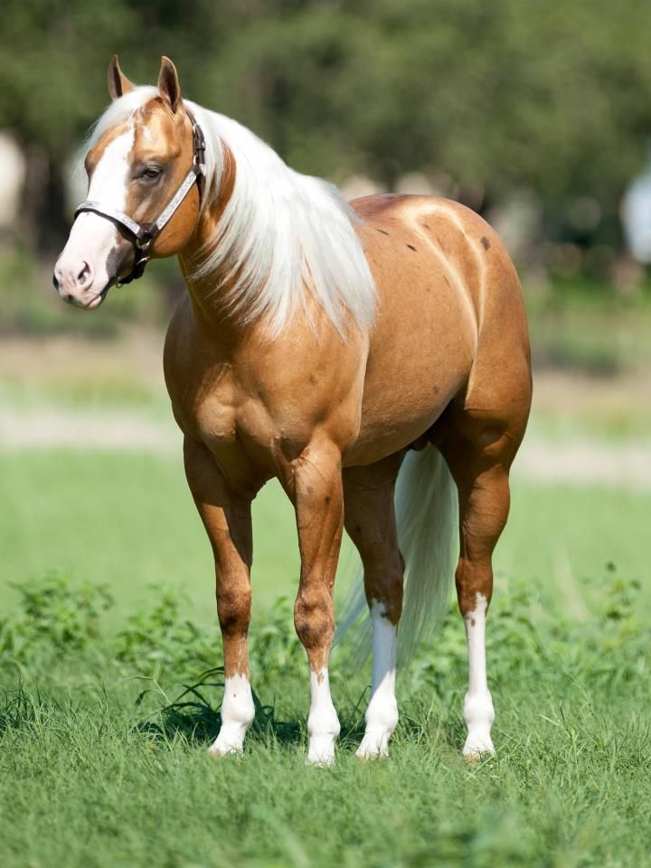 Rocky Mountain Reining Horse Association Shine Chic Shine at Perfect