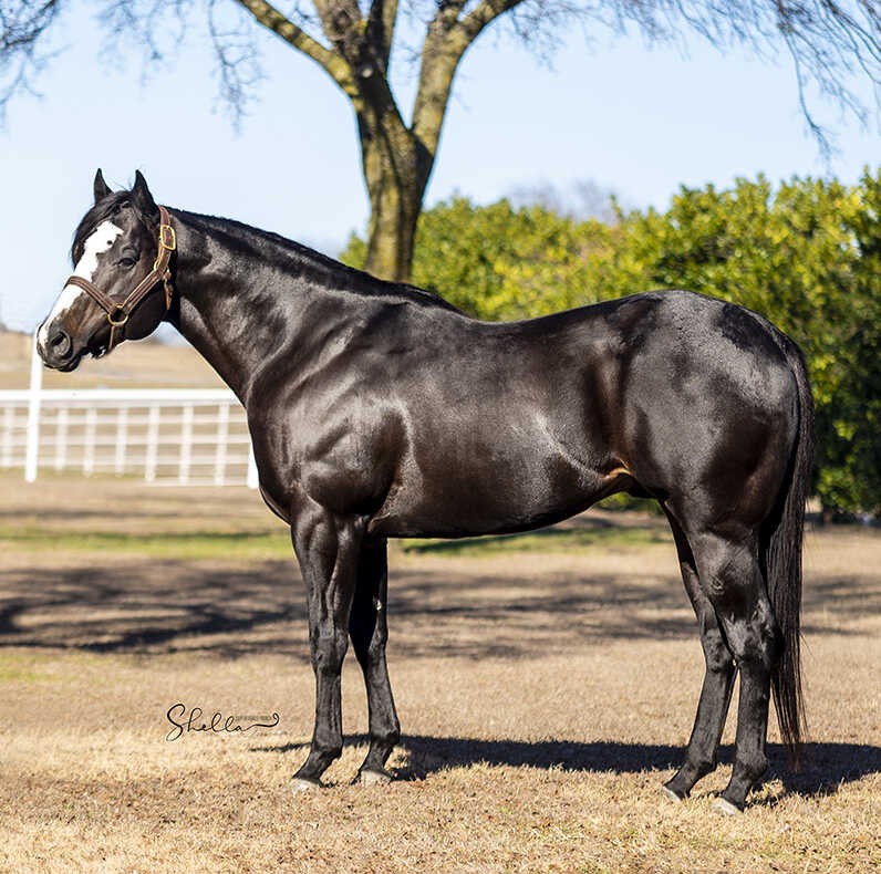 Kansas Horse Council CC Runnning at Perfect Horse Auctions