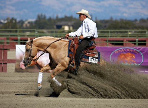 Cielo Starlight - NRHA $ Earning son of ROOSTER! 