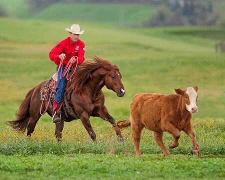 Topsails Rien Maker - ONLY 3 Time Worlds Greatest Horseman Champion 