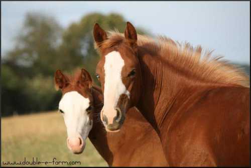 2012 Solanos Kicker Filly - In Germany