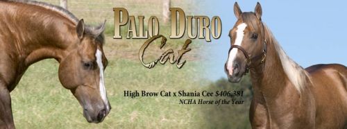 Palo Duro Cat