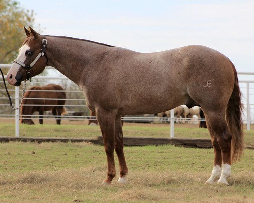 Rocky Mountain Reining Horse Association Gunner On Ice at Perfect Horse ...