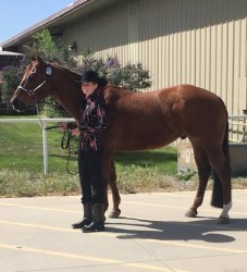 4 Riding Lessons by Alexis Spencer 