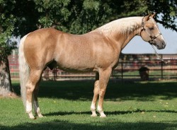 Yellow Roan of Texas