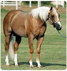 Yellow Roan Of Texas