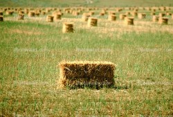 10 Bales of Mixed Grass Hay