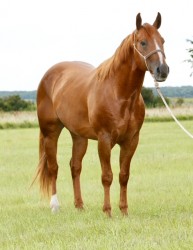 Gallo Vaquero