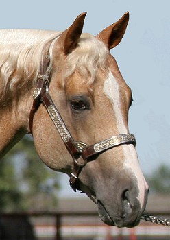 Southwest Reined Cow Horse Association Yellow Roan Of Texas at Perfect ...