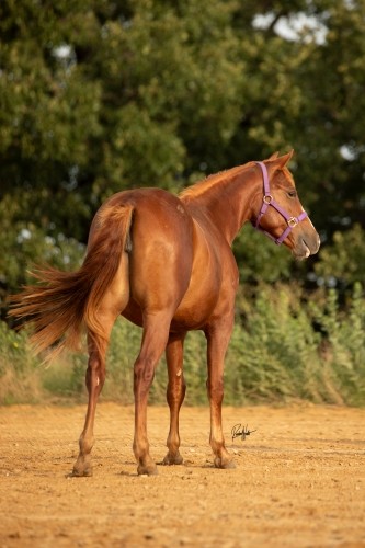 Hind View