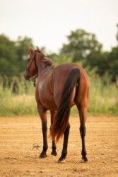 Hind View