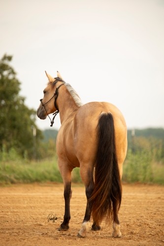 Hind View