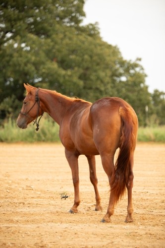 Three Quarter Hind View