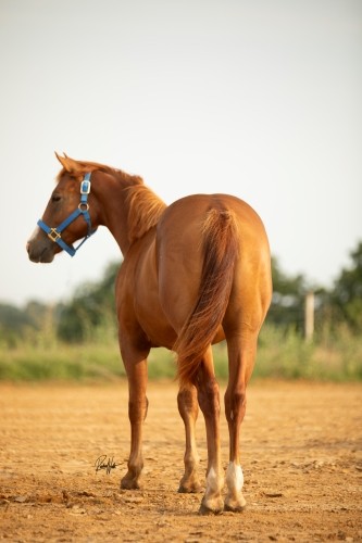 Hind View