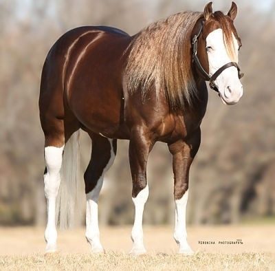 NCRHA photos for new website 10 28 2025 3