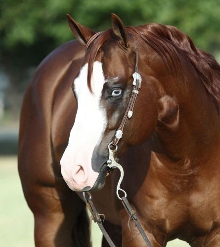 Get to Know Perfect Horse Auctions