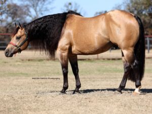 Made For Hollywood aka Patron