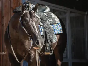 Bank On The Best (Deceased)