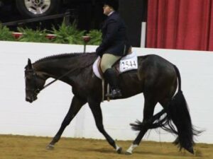 CBS Whitecollar Ride