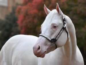 Dirty Callahan LOT 49 A