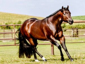 My Chips Are Hott Lot 5A