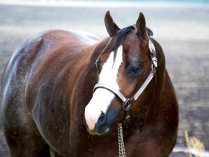 My Sleepy Valentine Lot 3 A