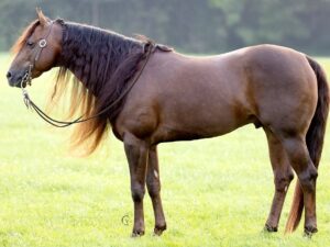 PL I Like Sparkler (Charlie)