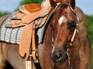 Strutin On The Range