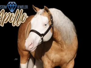 Custom Jeweler aka Apollo