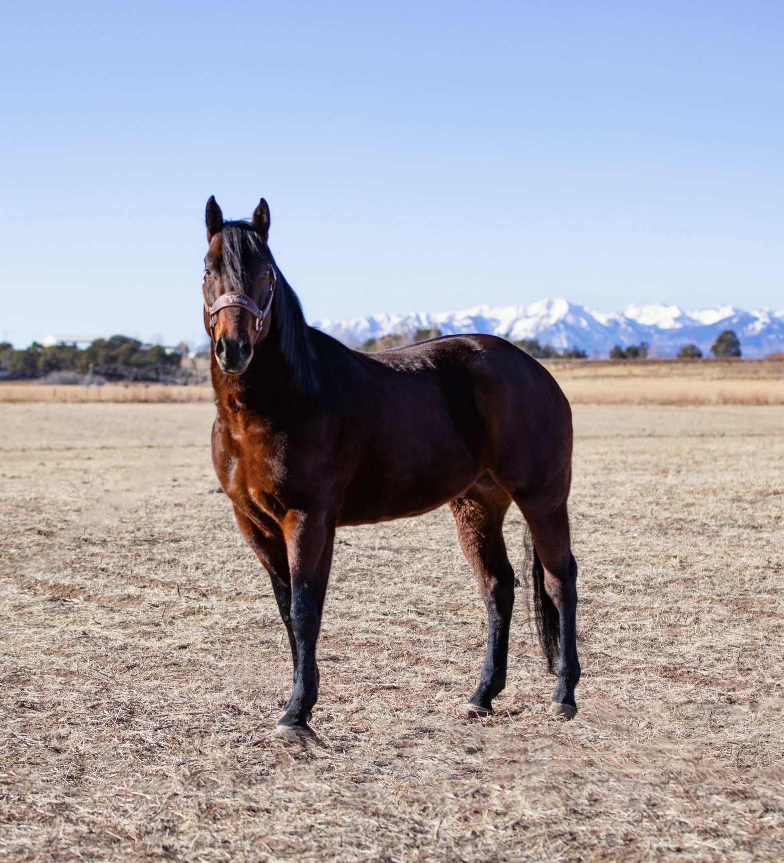 MASTER DIAMOND - Image 2