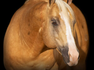 Wimpys Littlecolonel