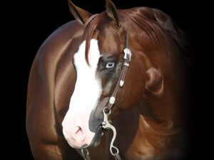 Gunners Special Nite