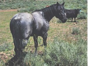 WHIP HANCOCK MR ROAN